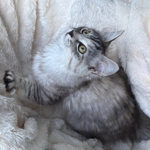 No photo for Saskia 🎁🥰😺🌸