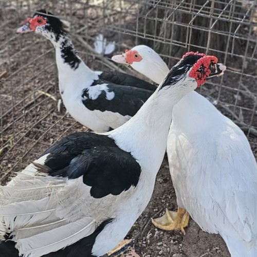 Muscovy ducks. 