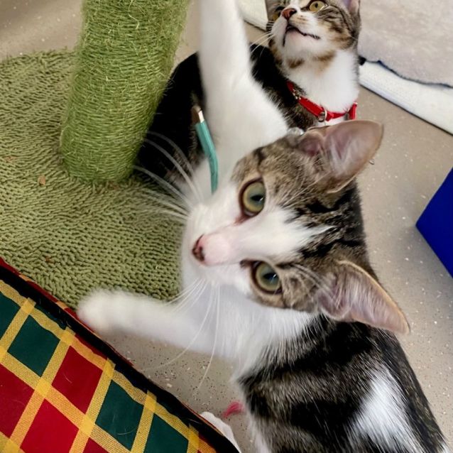 Photo of C1207 George