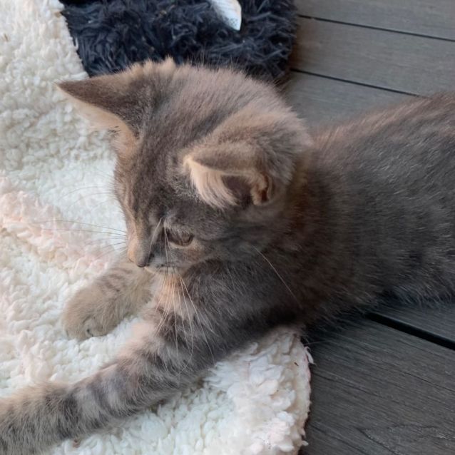 Photo of Memphis 🧡🧡🧡🐾