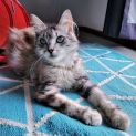 Photo of Lacey ^^Dandy Cat Rescue^^
