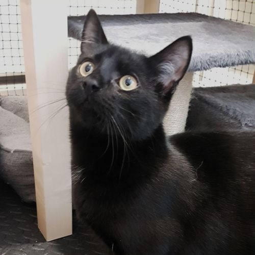 Moon **2nd Chance Cat Rescue**