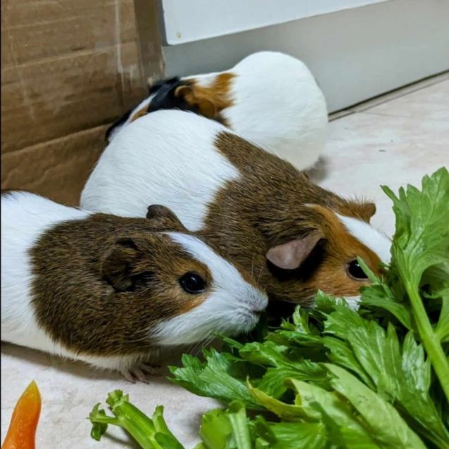 Photo of 🐹April And Poppy🐹