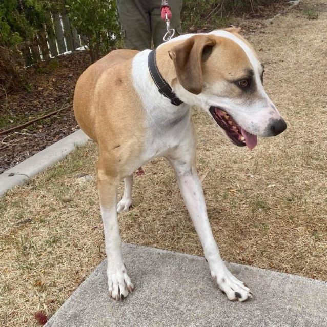 Luna Large Female Great Dane Mix Dog in QLD PetRescue