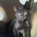 Photo of Patty Bouvier **2nd Chance Cat Rescue**