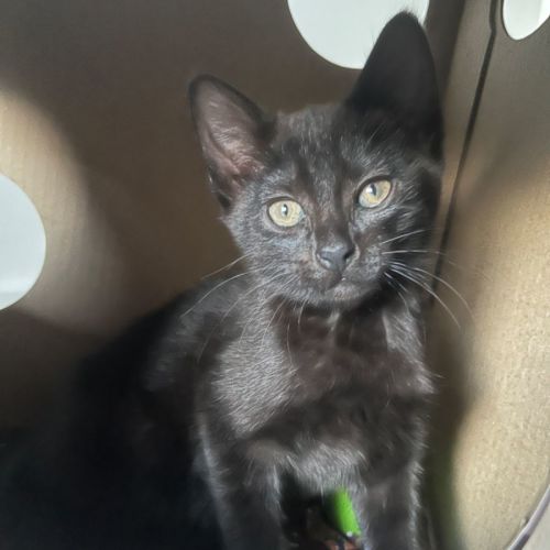 Patty Bouvier **2nd Chance Cat Rescue**