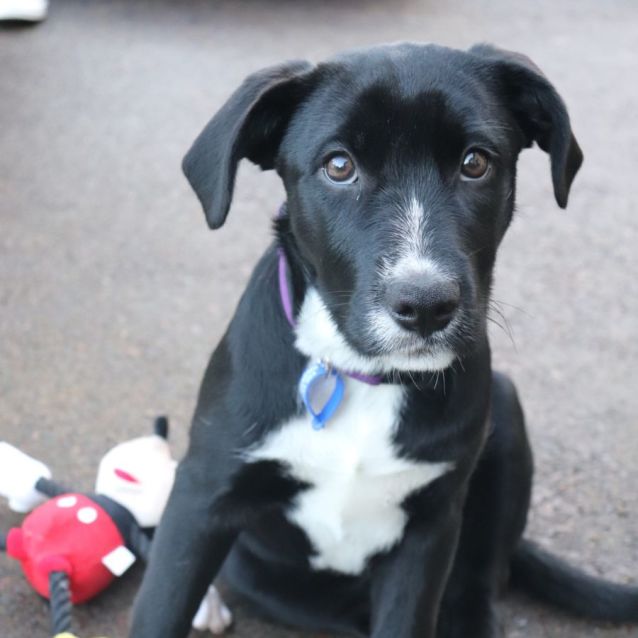 Photo of Stella ~ 4mo Border Collie X(on Trial 7/8/22)