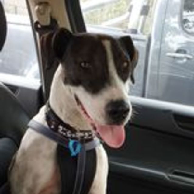 Photo of Bandit