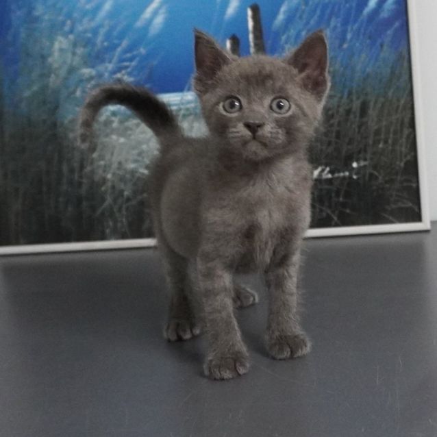 Photo of Teddy