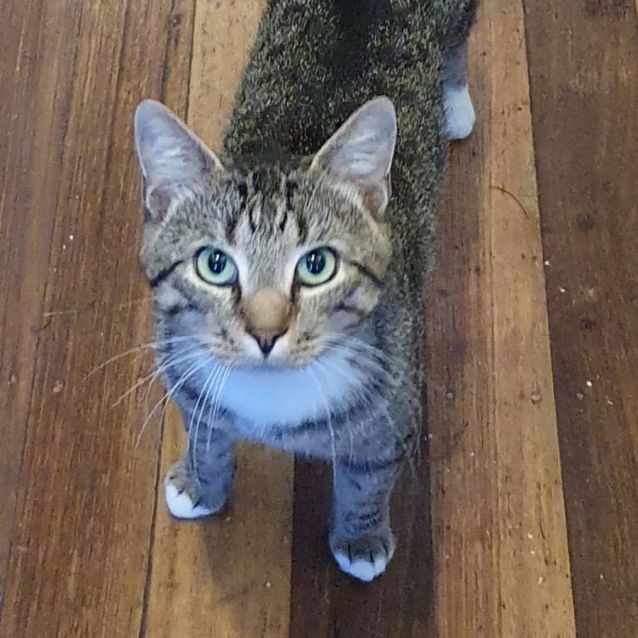 Photo of Lord Cattington