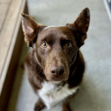Photo of Chips