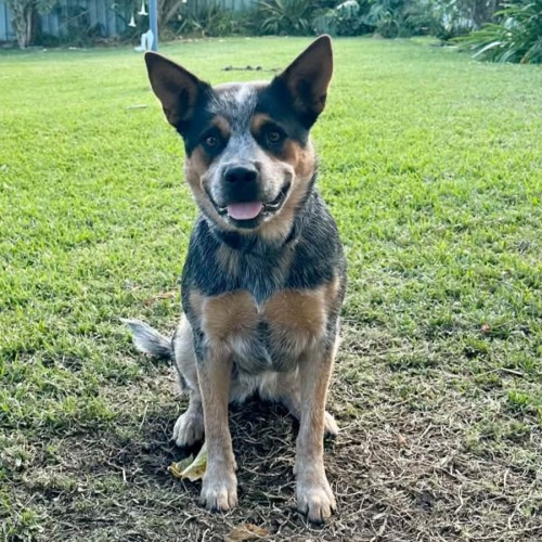 Zeek - 1.5 Year Old Cattle Dog