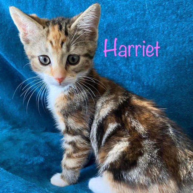 Photo of Hugo And Harriet