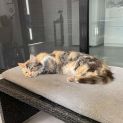 Photo of Pumpkin **So Precious **