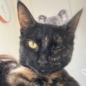 Photo of Mocha