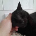 Photo of Panther