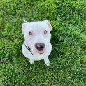 Photo of Koa