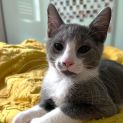 Photo of Waffle