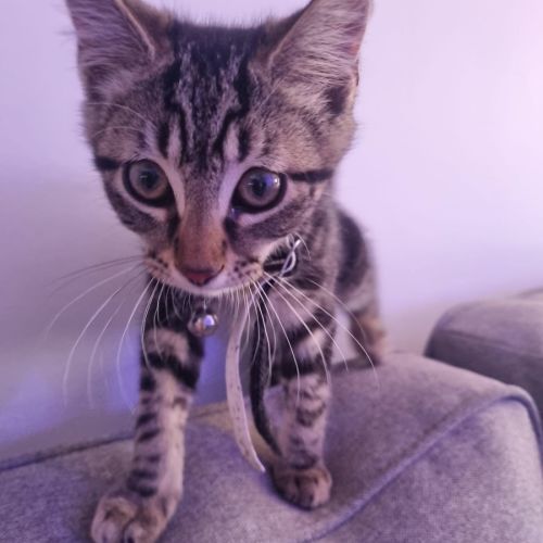 Mimoo