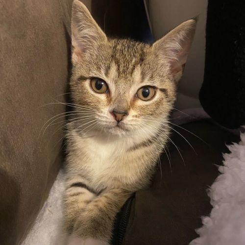 Zara ~ darling little kitten (on trial 25/06/2022)