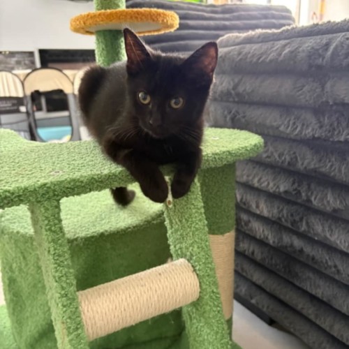 Ace *9 Lives Project Rescue*