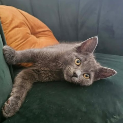 No photo for Biscuit