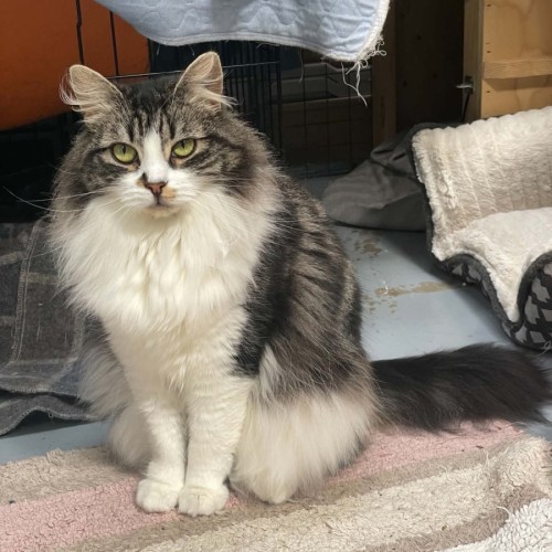 Hissy Missy Maggy May ** 2nd Chance Cat Rescue**