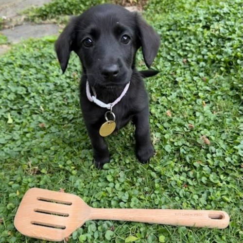 Spatula