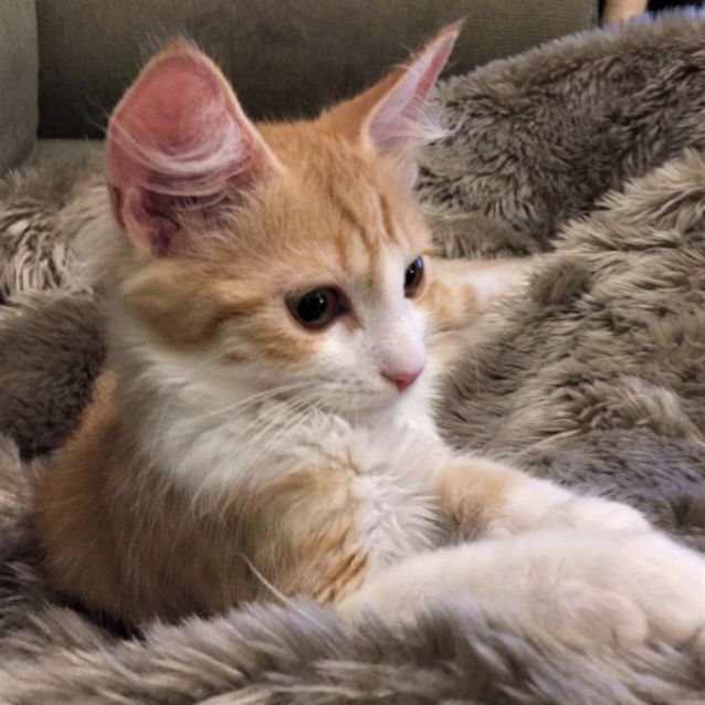 Photo of Yolanda ^^Dandy Cat Rescue^^