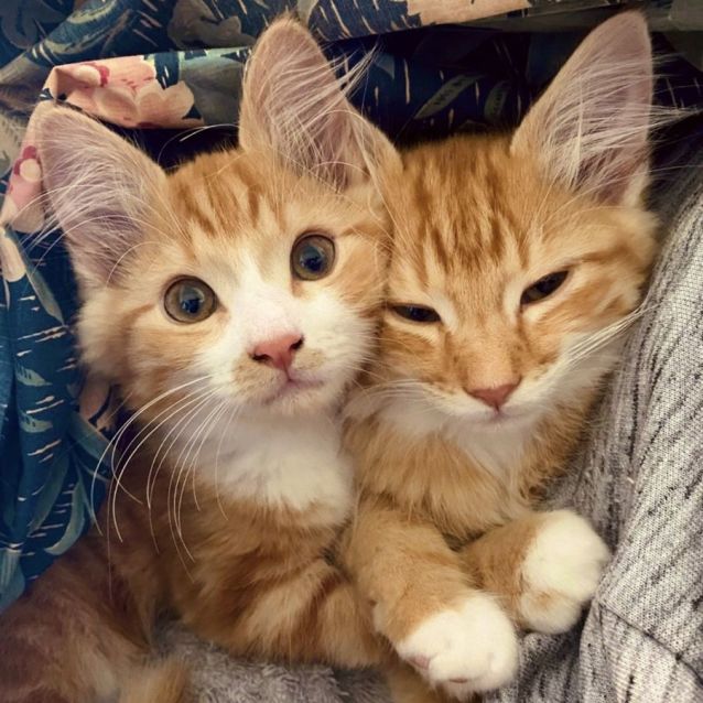 Photo of Paris And Tiger