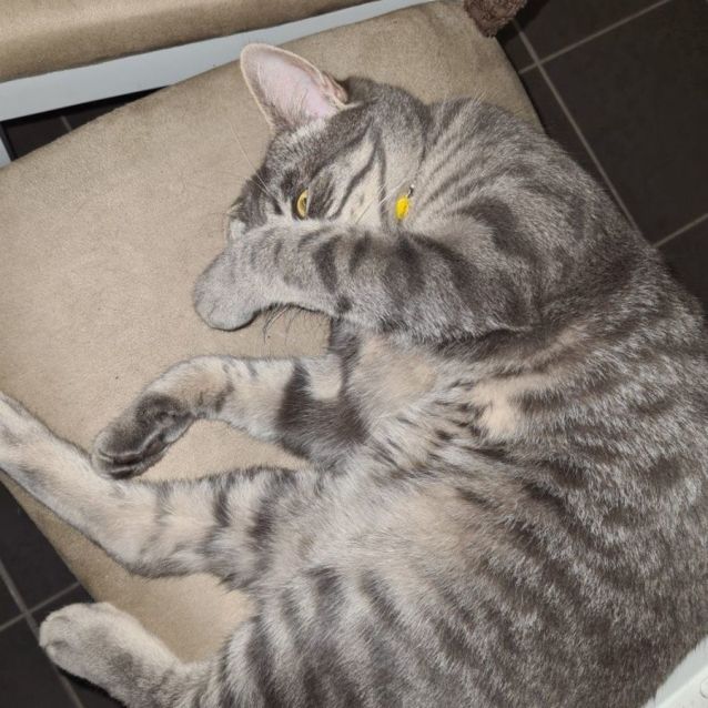 Photo of Ghost **2nd Chance Cat Rescue**