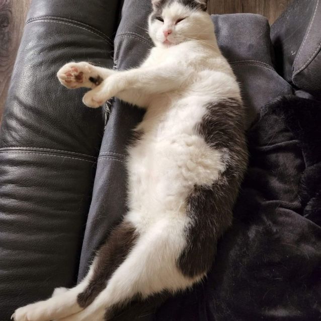 Photo of 🧸Big Ted🧸 (Located In Pakenham)