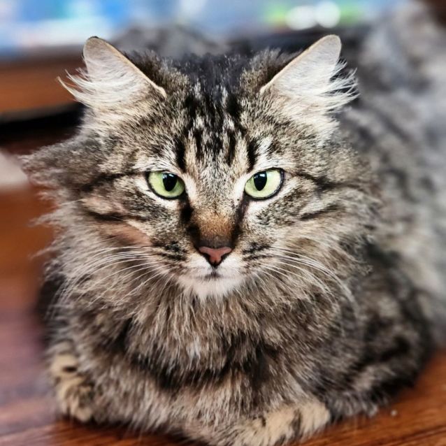 Photo of Olive ^^Dandy Cat Rescue^^