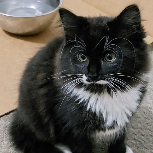 Photo of Romeo