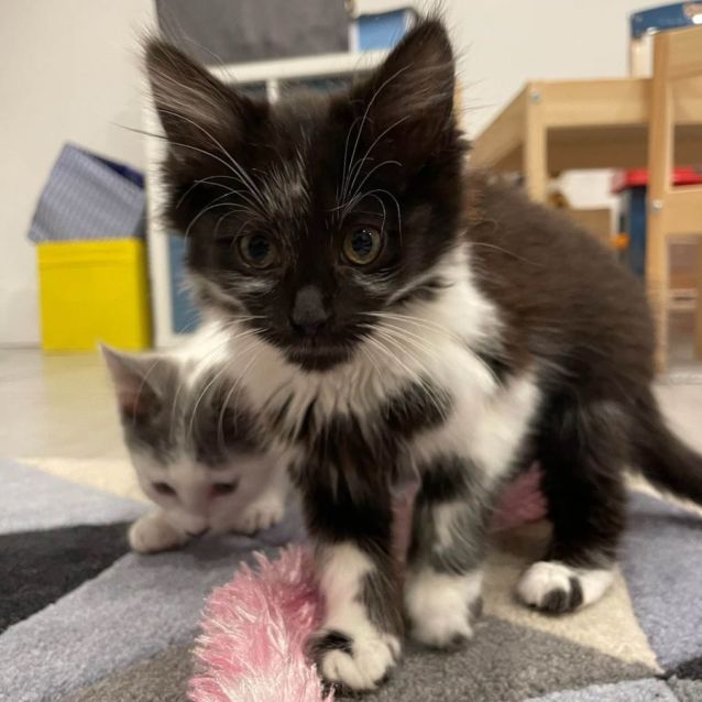 Photo of Zinc **2nd Chance Cat Rescue**