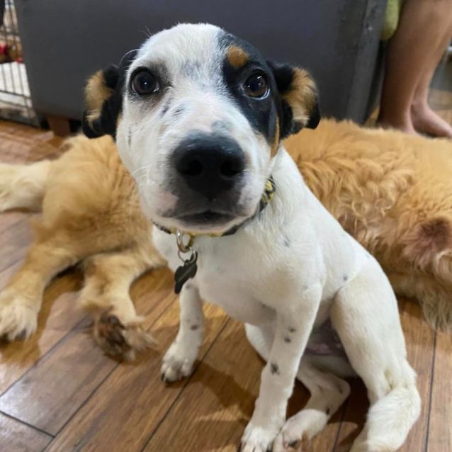 Photo of Daisy