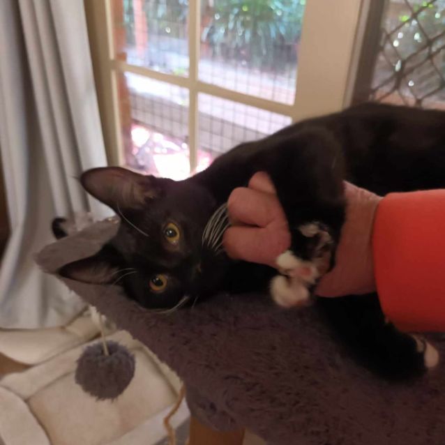 Photo of Springlee ** 2nd Chance Cat Resue**