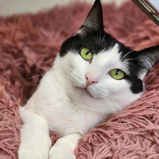 Photo of ✨ Atlas 5090 ✨