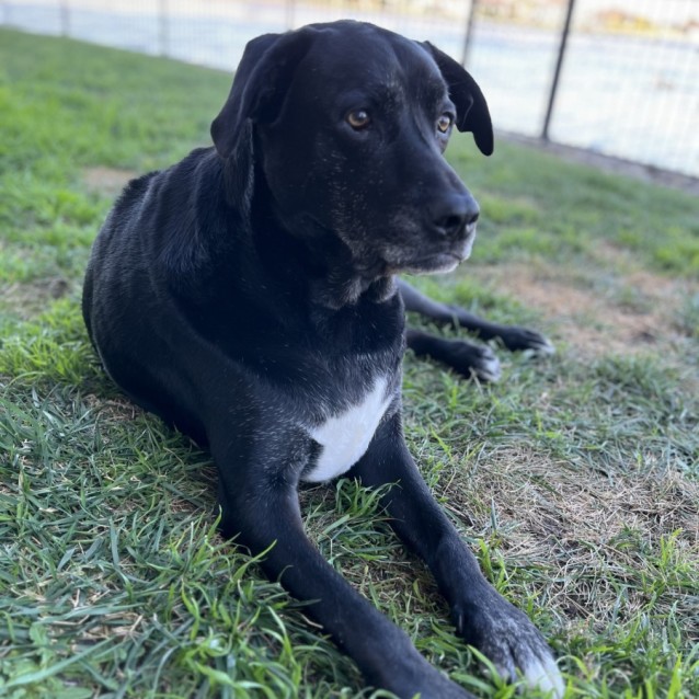 Zorro - Medium Male Labrador Retriever Mix Dog in VIC - PetRescue