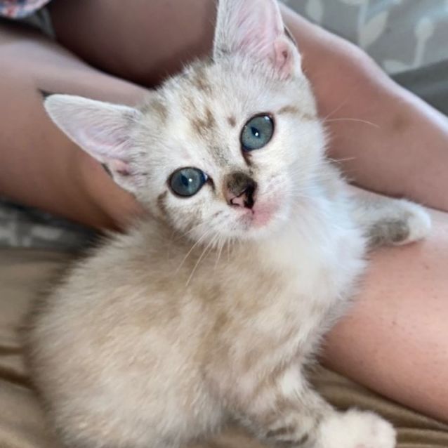 Photo of Waffle