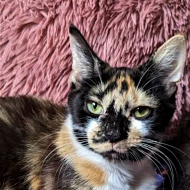 Photo of Nugget   Located In Westmeadows