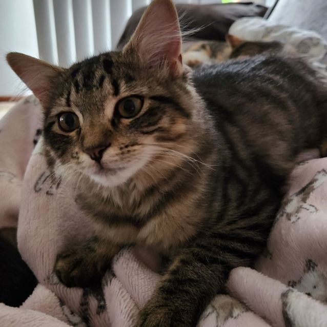 Photo of Cola ^^Dandy Cat Rescue^^