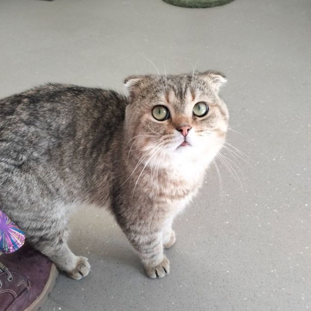 Photo of C1253 Mister