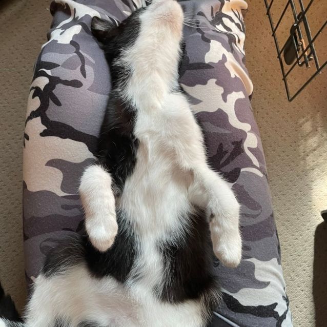 Photo of Toastie (Located In Rowville)