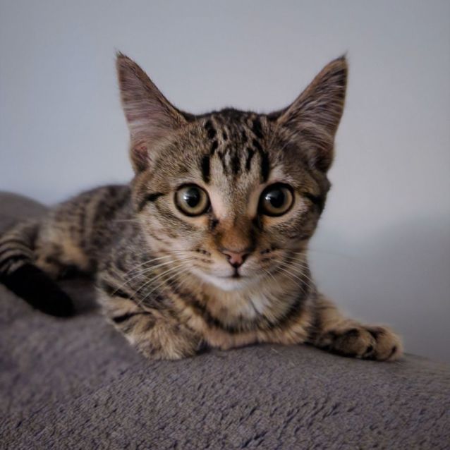 Photo of Lilibet ^^Dandy Cat Rescue^^