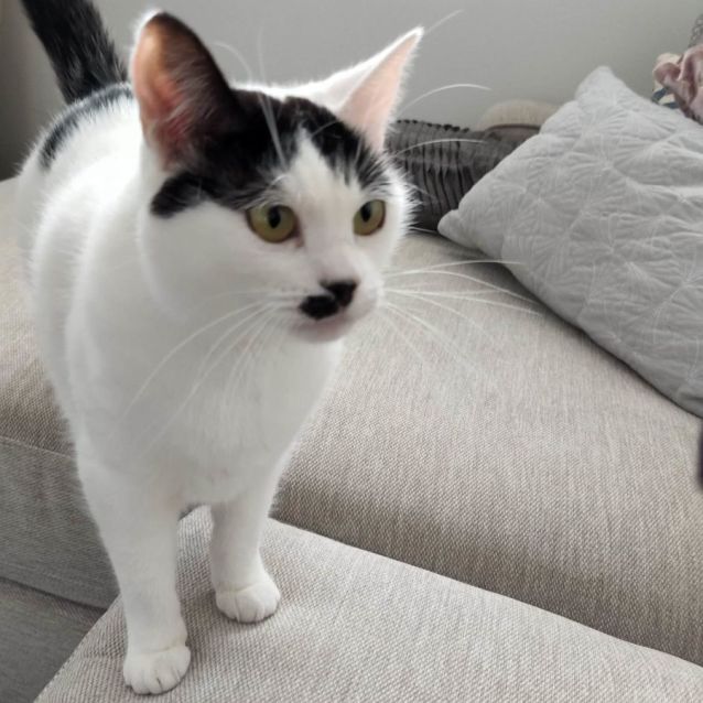 Photo of Biscuit (Located In Taylors Hill)