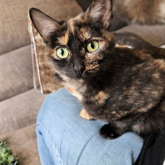 Photo of Hazel ^^Dandy Cat Rescue^^