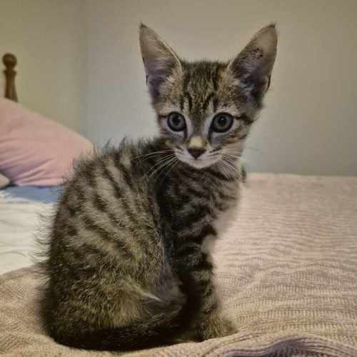 Tiny Tim **2nd Chance Cat Rescue**
