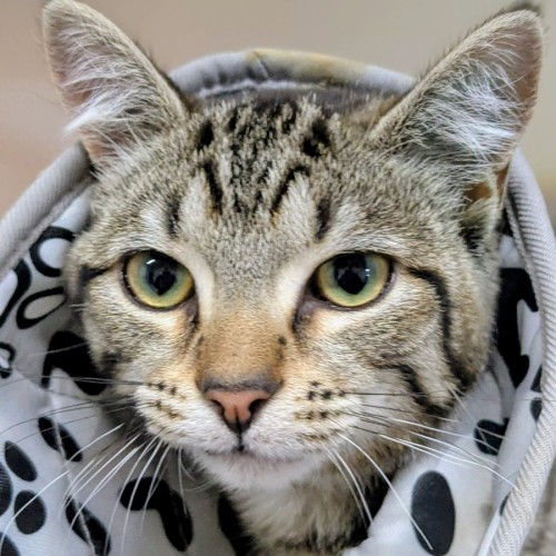 🌹 Rosaria 6432 🌹