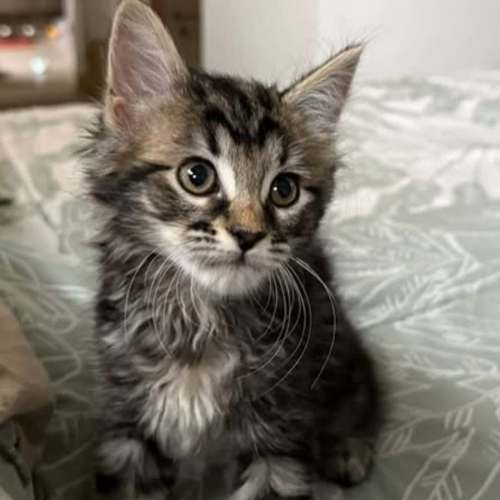 Myanna**2nd chance cat rescue**